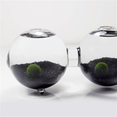 Marimo Moss Ball // Three Globe Aquarium - eGardenStudio - Touch of Modern