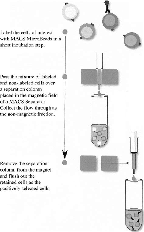 Image result for Magnetically Activated Cell Sorting