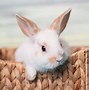 Image result for Cute Black Bunny In-House