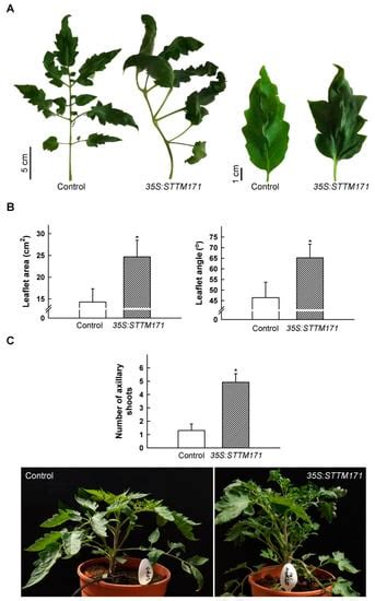 Functional Characterization of microRNA171 Family in Tomato