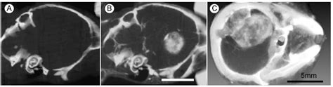 Iodine Nanoparticles (Niodx™) for Radiotherapy Enhancement of ...