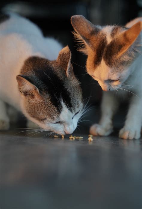What Happens When Cats Eat Catnip – CatsForLife