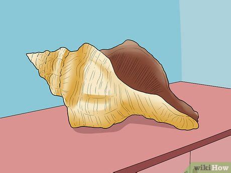 Image result for Cleaning Conch Shells