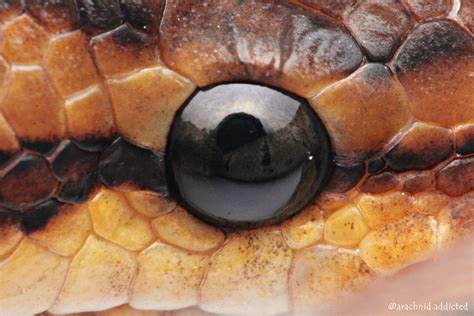 Image result for Python Regius