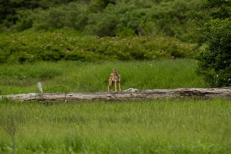 There’s truth to the myth of the Ontario coywolf | The Narwhal