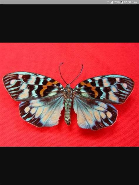 Define arthropod? Images of arthropod .write the featuresofthisgroup ...