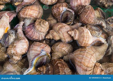 Edible Sea Snails at Japanese Market Stock Photo - Image of natural ...