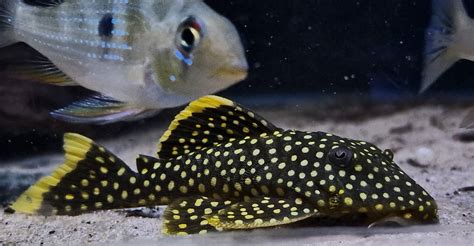Gold Nugget Pleco
