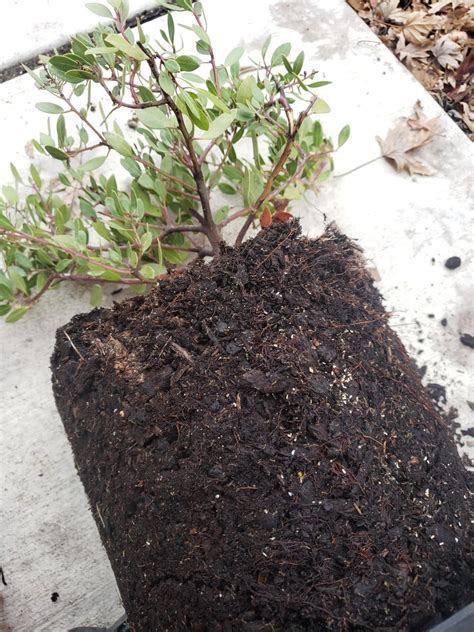 PSA: check your plants' pots before bringing them home from the nursery, they could be hiding ...