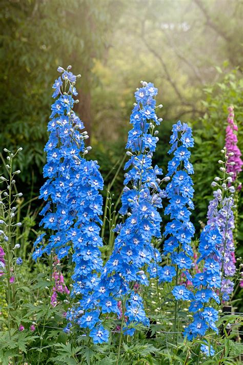 20 Blue Flowers for Gardens - Perennials & Annuals With Blue Blossoms
