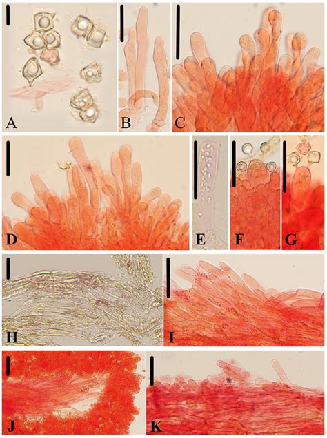 Seven New Species of Entoloma Subgenus Cubospora (Entolomataceae ...