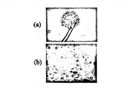 Recognise the figure and find out the correct matching.