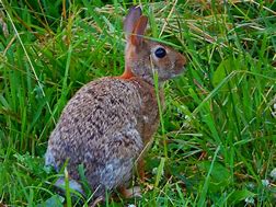 Image result for 8 Rabbits