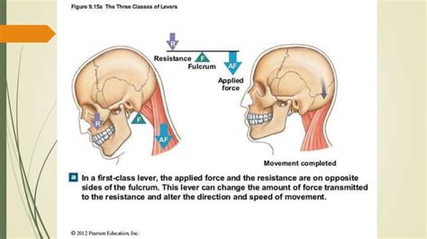 inbound2772655900034201706.pdf lever system in human body | PDF | Physics | Science