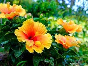 Dejestqoo Hibiscus Flower Live Plant Multi Color/Joba Beautiful Outdoor ...