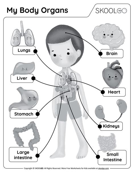Organs Of The Body For Kids Worksheet