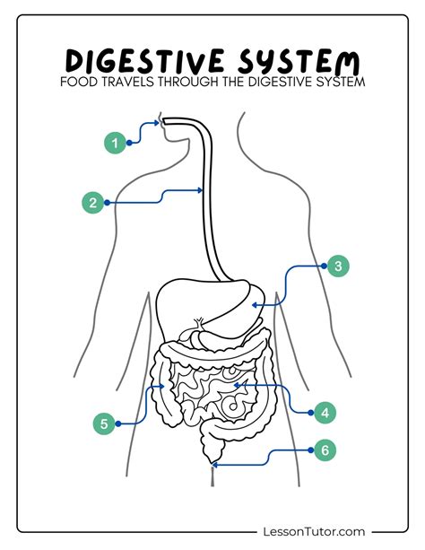 Image result for Digestive System Lesson