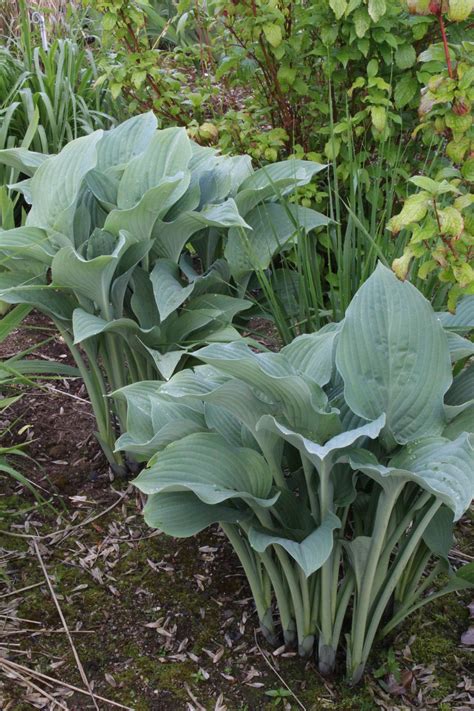 Hosta 'Krossa Regal' - Ballyrobert Gardens