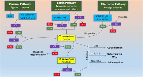 Classical Complement Pathway 的图像结果