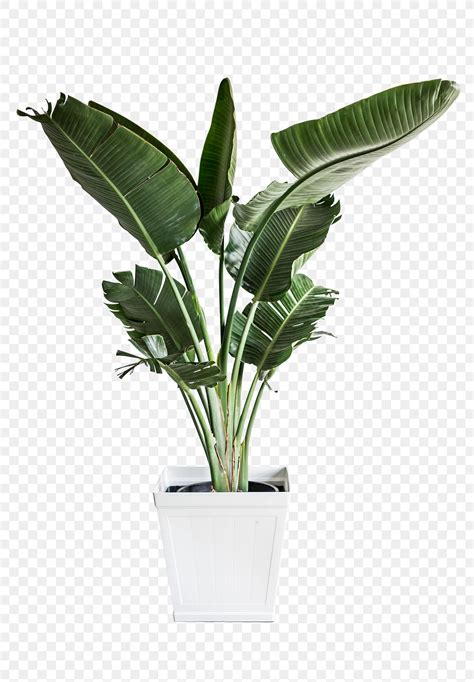 Banana palm plant | Royalty free transparent png - 1224473