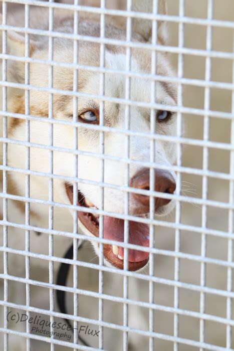 Image result for Terrifying Pit Bull