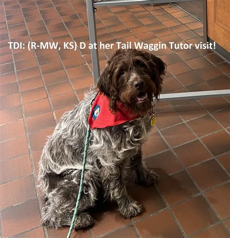 Therapy Dogs International