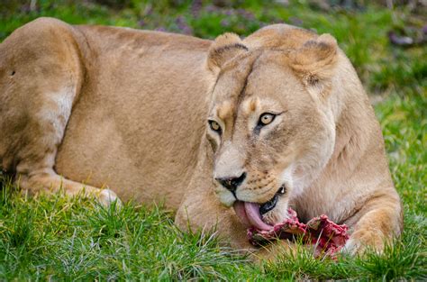 Lioness on Grass Eating · Free Stock Photo