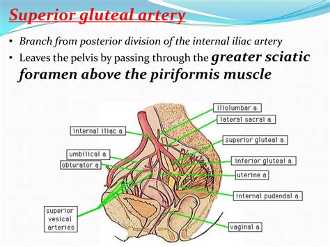 Anatomy of Gluteal Region | PPTX
