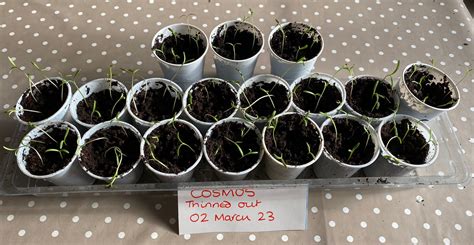How To Grow Cosmos From Seed – Andrew In The Garden