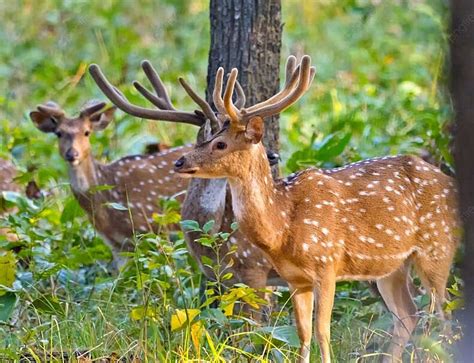 Pulled Up For Low Prey Base, Kuno National Park Works To Bolster ...