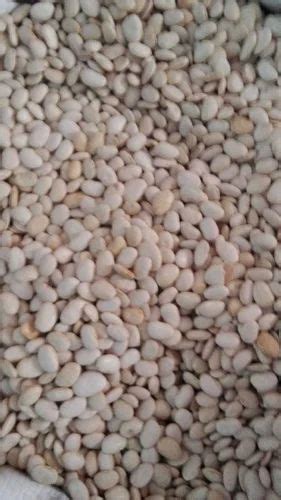 Pulses - Red Kidney Beans Trader - Wholesaler / Distributor from Rajkot