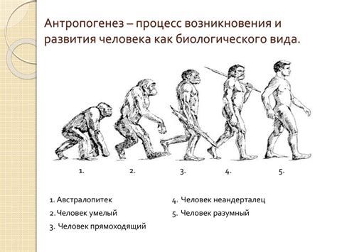Антропогенез – процесс возникновения и развития человека как ...