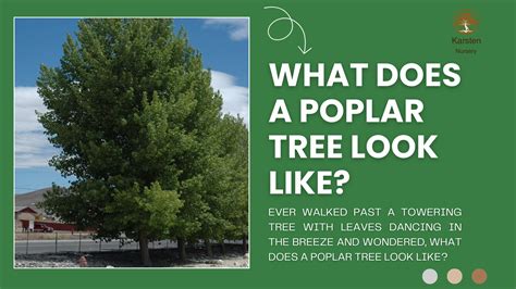 What Does a Poplar Tree Look Like? | Identifying Poplar Tree Features