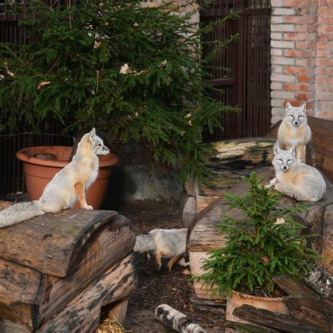 Lietuvos Zoologijos Sodas (Kaunas) - 2022 What to Know Before You Go ...