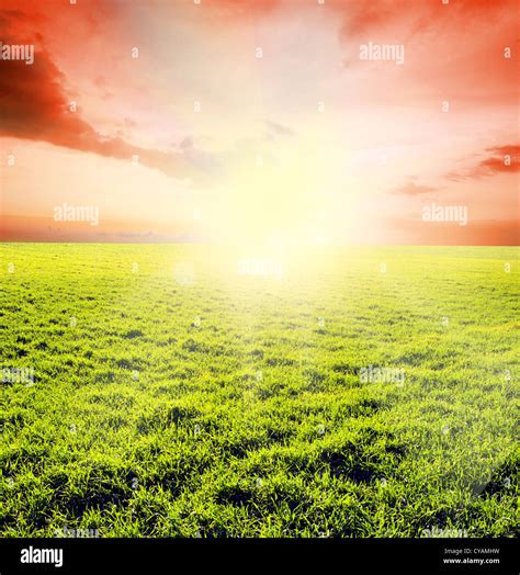 Nature Field 的图像结果