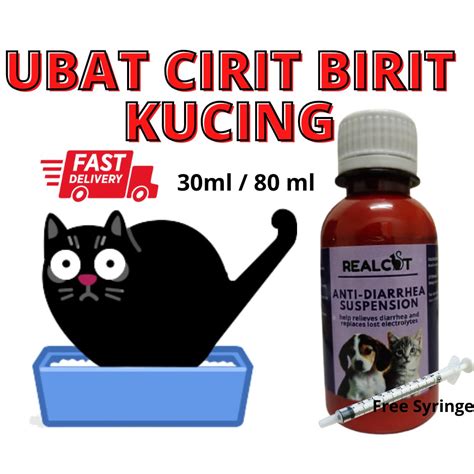 Langkah-Langkah Menyembuhkan Kucing yang Alami Masalah Cirit Birit