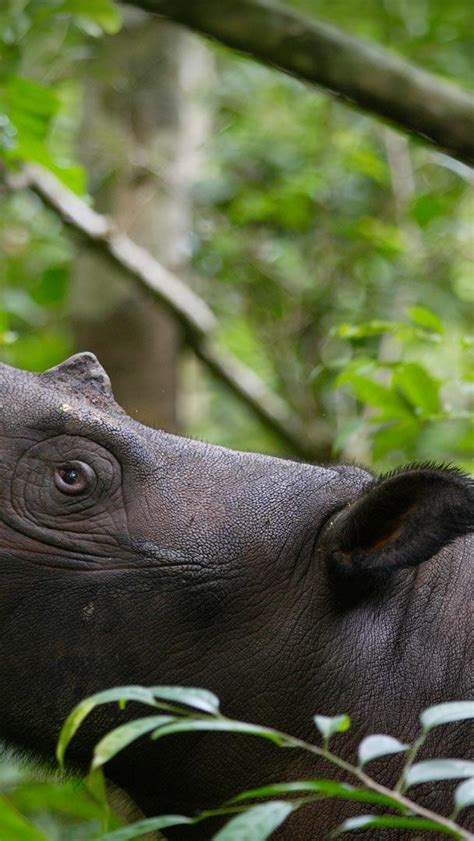 Bing Wallpaper Animals 的图像结果