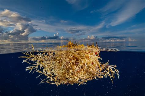 Sargassum Seaweed How Long Does It Last at Phyllis Fetter blog
