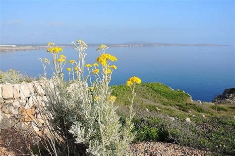 2025 Discover the Camomile Route in the North Coast of Menorca with a ...