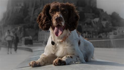 Download wallpaper language, look, dog, section dog in resolution 1920x1080