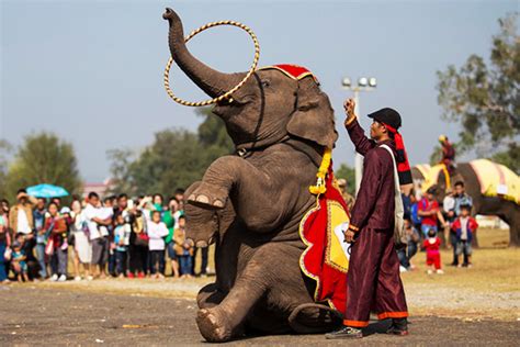 Dancing Elephant Festival 2026, Myanmar - Venue, Date & Photos