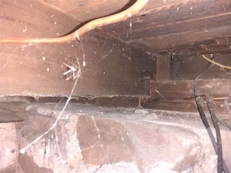 Insects eating sheetrock? - DoItYourself.com Community Forums