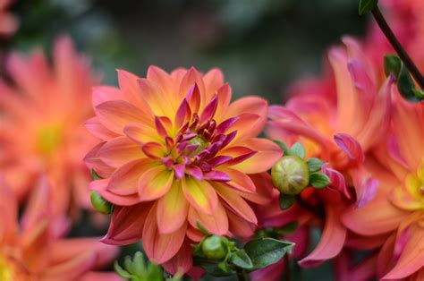 30 best fall flowers for pots and autumn hanging baskets - Growing Family