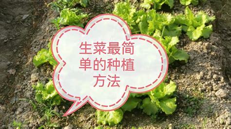 生菜阳台盆栽种植方法_蔬菜百科_泛米米博客