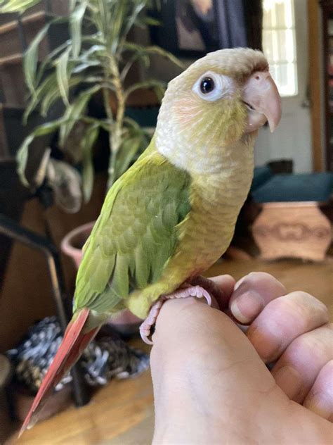 Cinnamon/Pineapple Greencheek Conure-Male