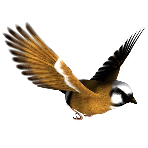 Image Bird PNG Transparent Background, Free Download #3513 - FreeIconsPNG