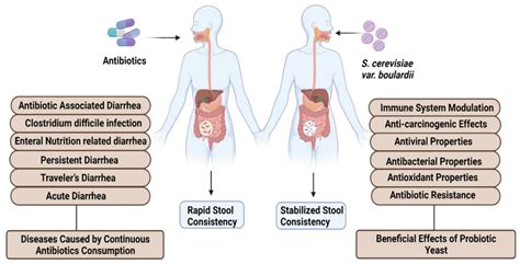 Probiotic Yeast Saccharomyces: Back to Nature to Improve Human Health
