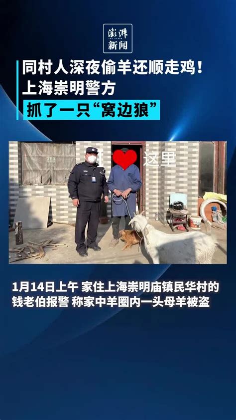 同村人深夜偷羊还顺走鸡！上海崇明警方抓了一只“窝边狼”_凤凰网视频_凤凰网