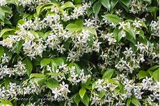 mandare dei fiori a distanza il piccolo giardino di l un alleato per i piccoli mandare dei fiori a distanza il piccolo giardino di l un alleato per i piccoli
