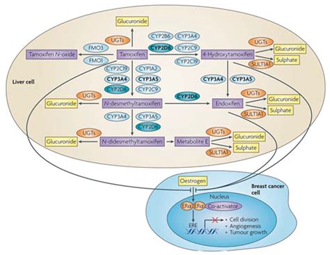 Drug Repurposing in Cancer Therapy: Influence of Patient’s Genetic ...